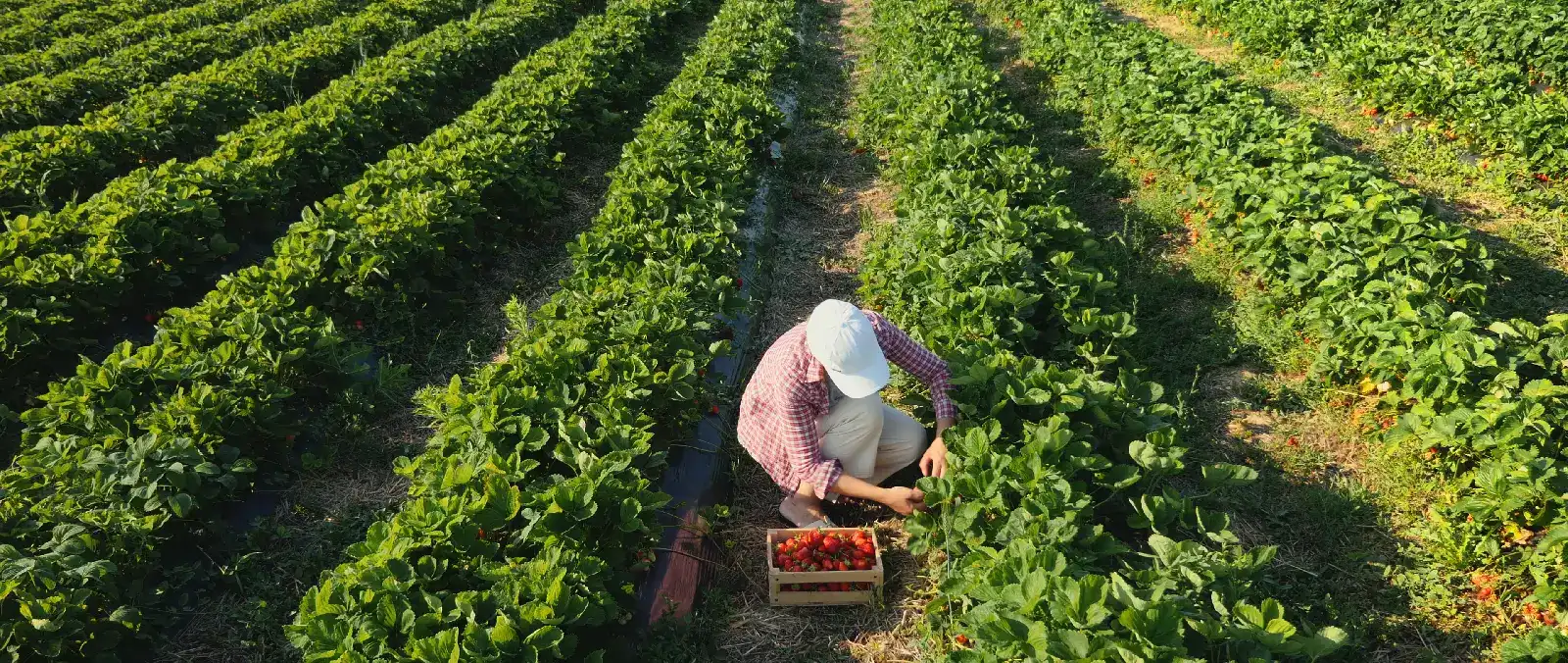 Una agricultora cosechando fresas maduras en el campo